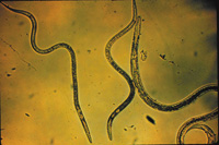 Beneficial Nematodes